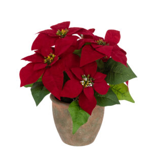 Poinsettia In Pot 33cm Red