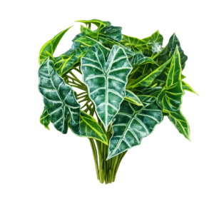 Artificial Caladium 25cm UV Protected