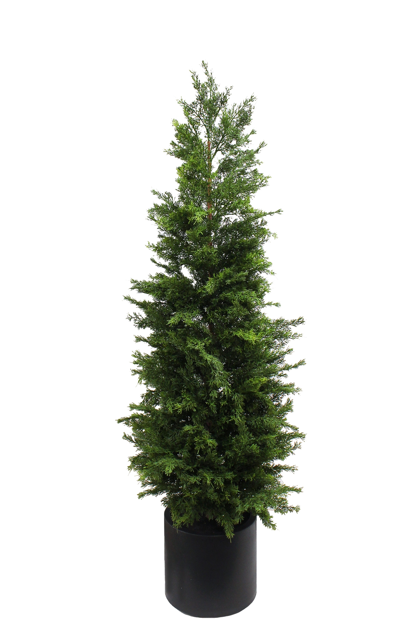 150cm Juniper Tree in Planter