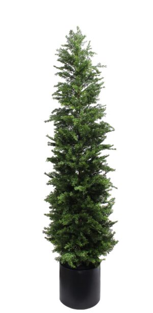 210cm Juniper Tree in Planter
