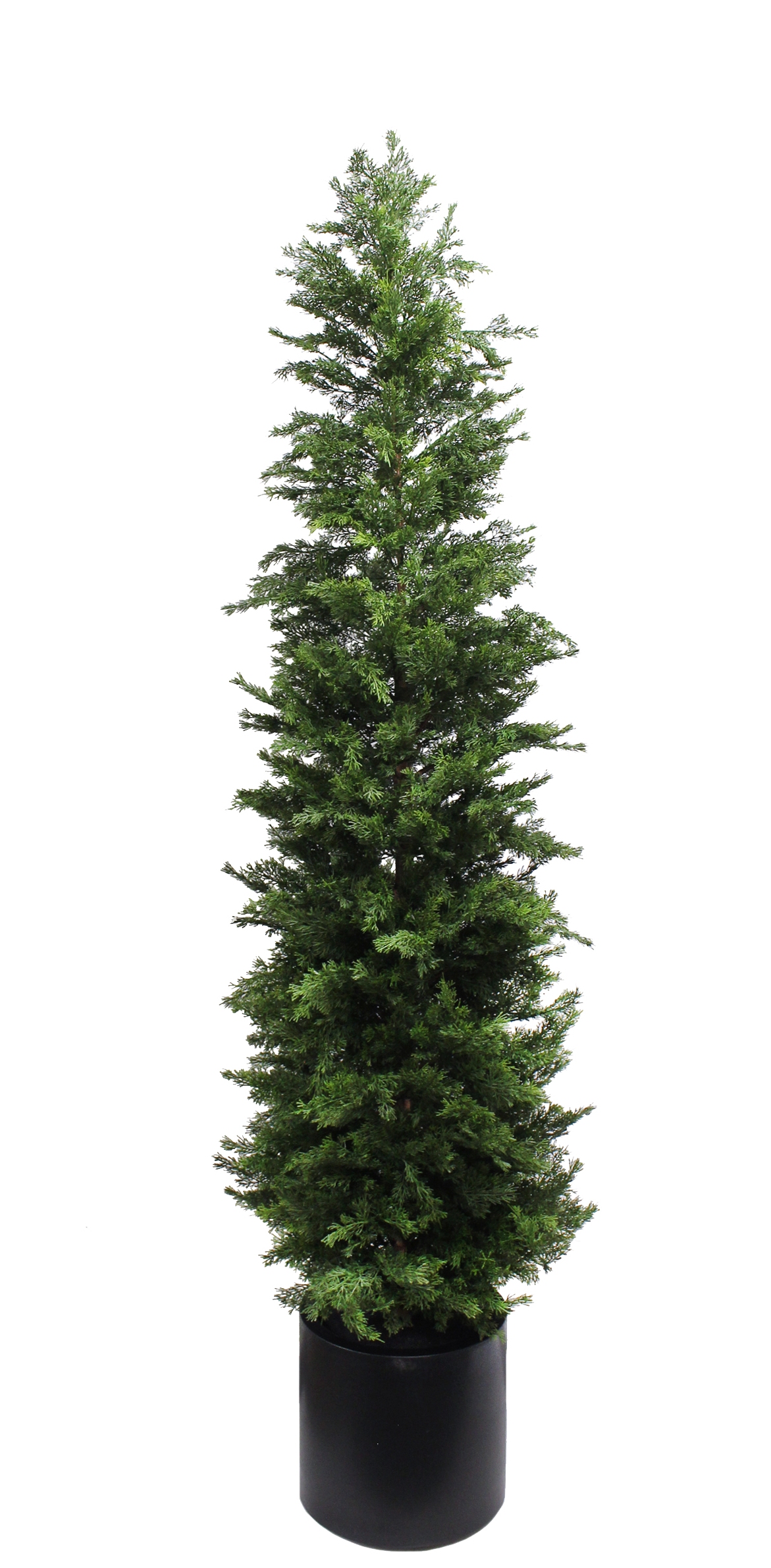 210cm Juniper Tree in Planter