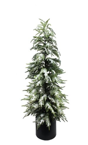 150cm Iced Balsam Fir in Planter