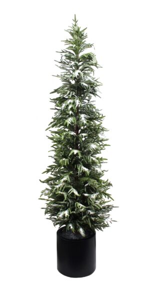 210cm Iced Balsam Fir in Planter
