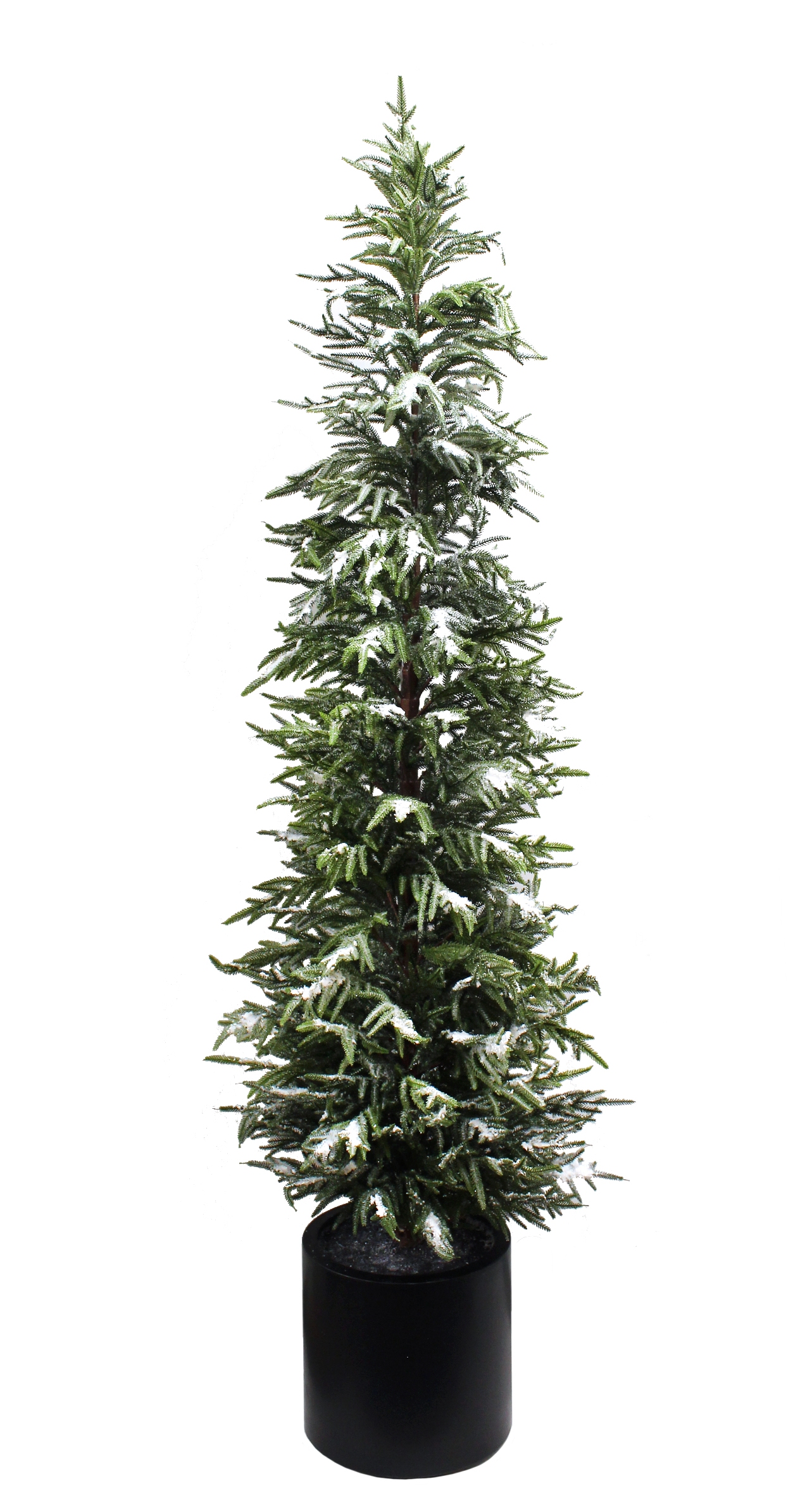 210cm Iced Balsam Fir in Planter