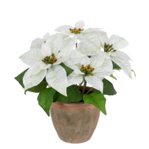 Poinsettia In Pot 33cm White