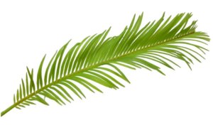 Artificial Phoenix Palm 68cm