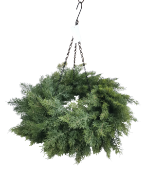 Hanging Cedar Wreath 60cm Diameter