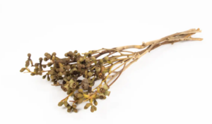 Dried Eucalyptus Nut Branch