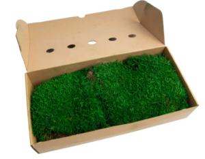 Flat Moss Preserved Medium Green