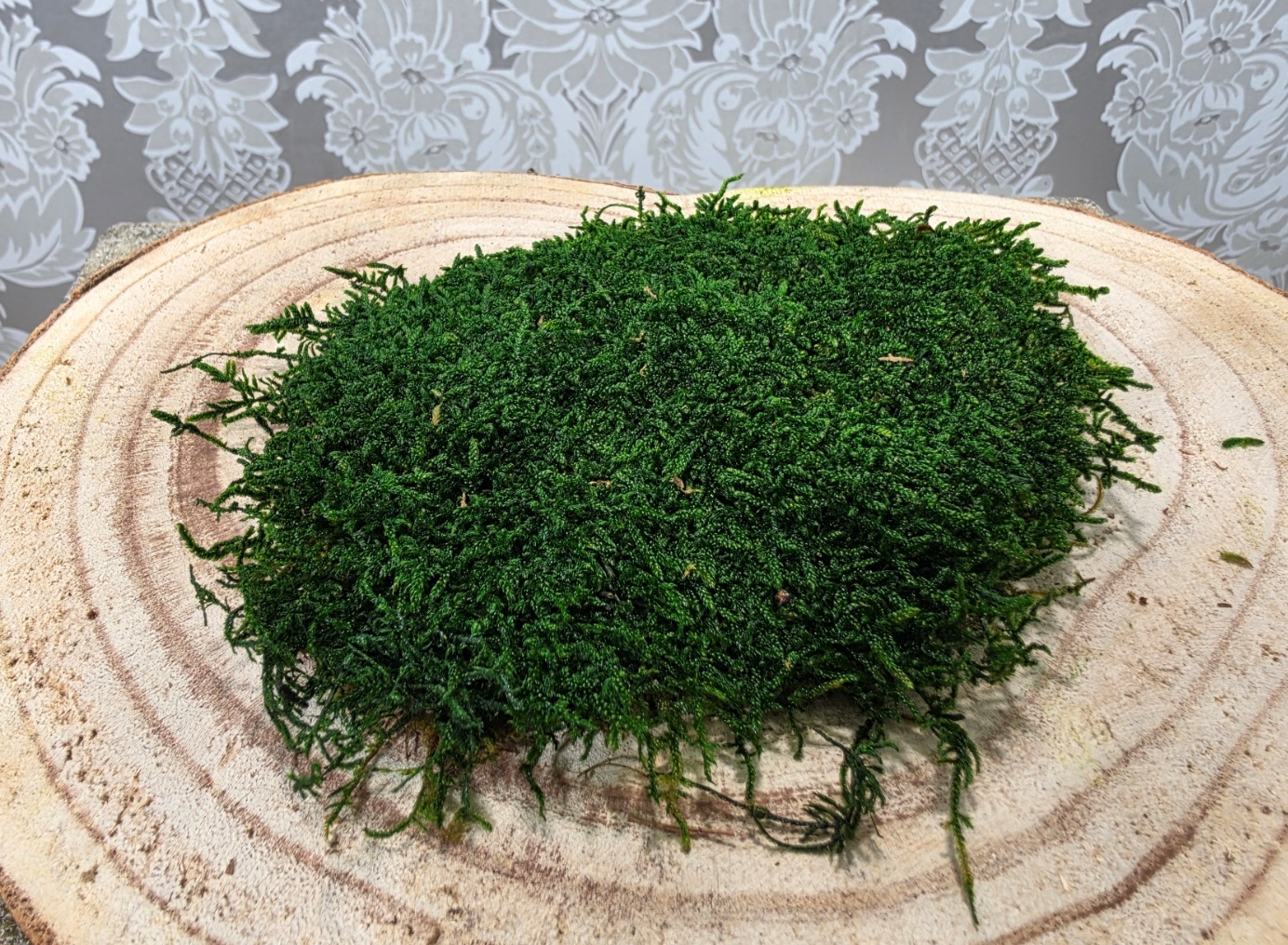 Flat Moss Preserved Moss Green