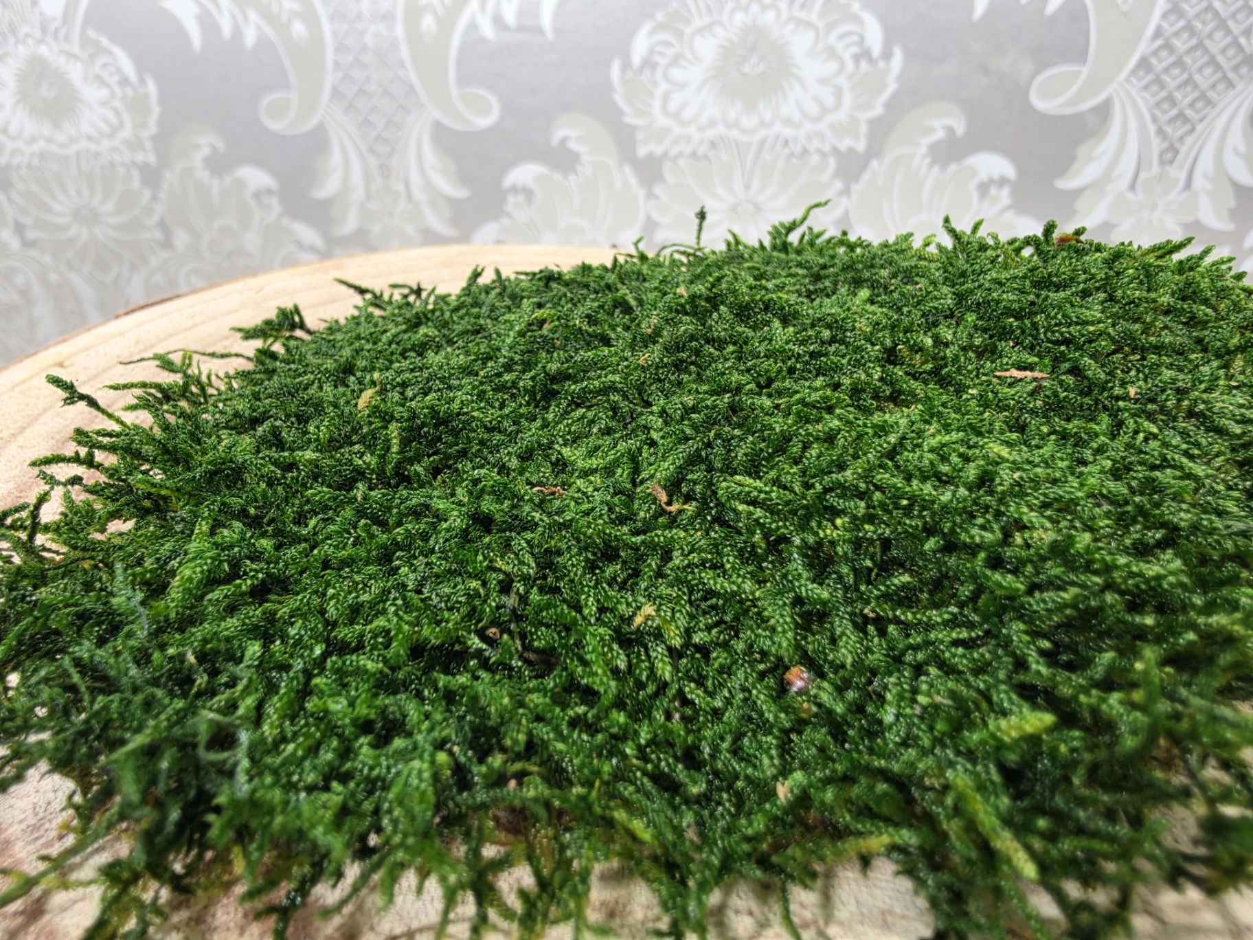 Flat Moss Preserved Moss Green