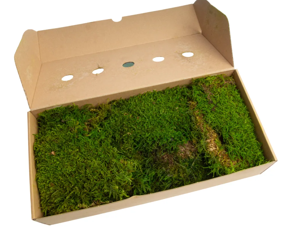 Flat Moss Preserved Spring Green