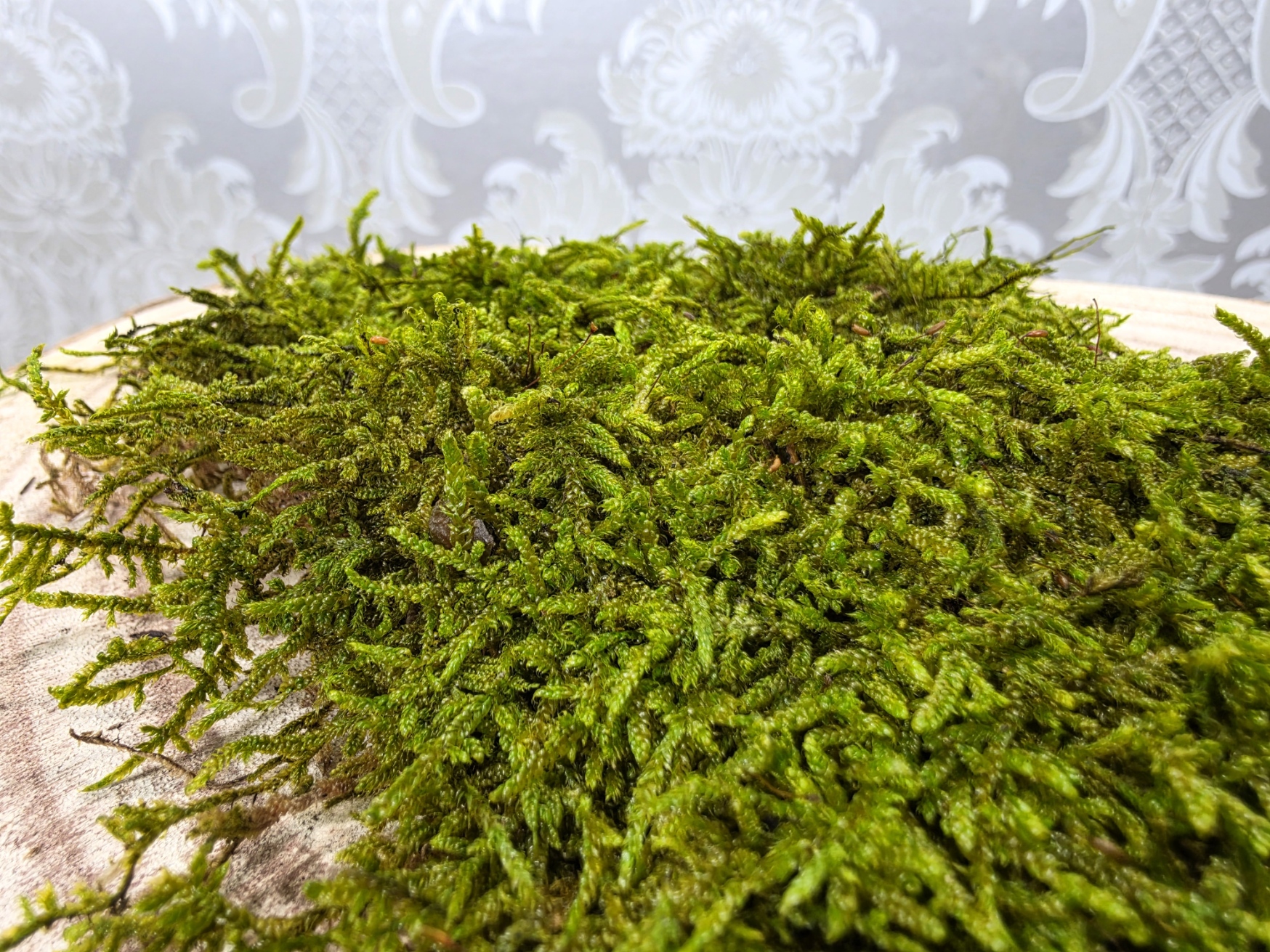 Flat Moss Preserved Spring Green