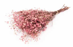 Gypsophilia Preserved Berry
