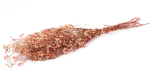 Gypsophilia Preserved Light Pink