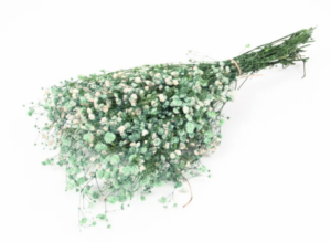 Gypsophilia Preserved Mint Green