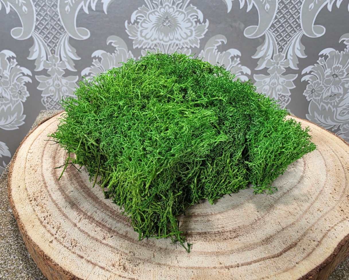 Hedgehog Moss Preserved Medium Green