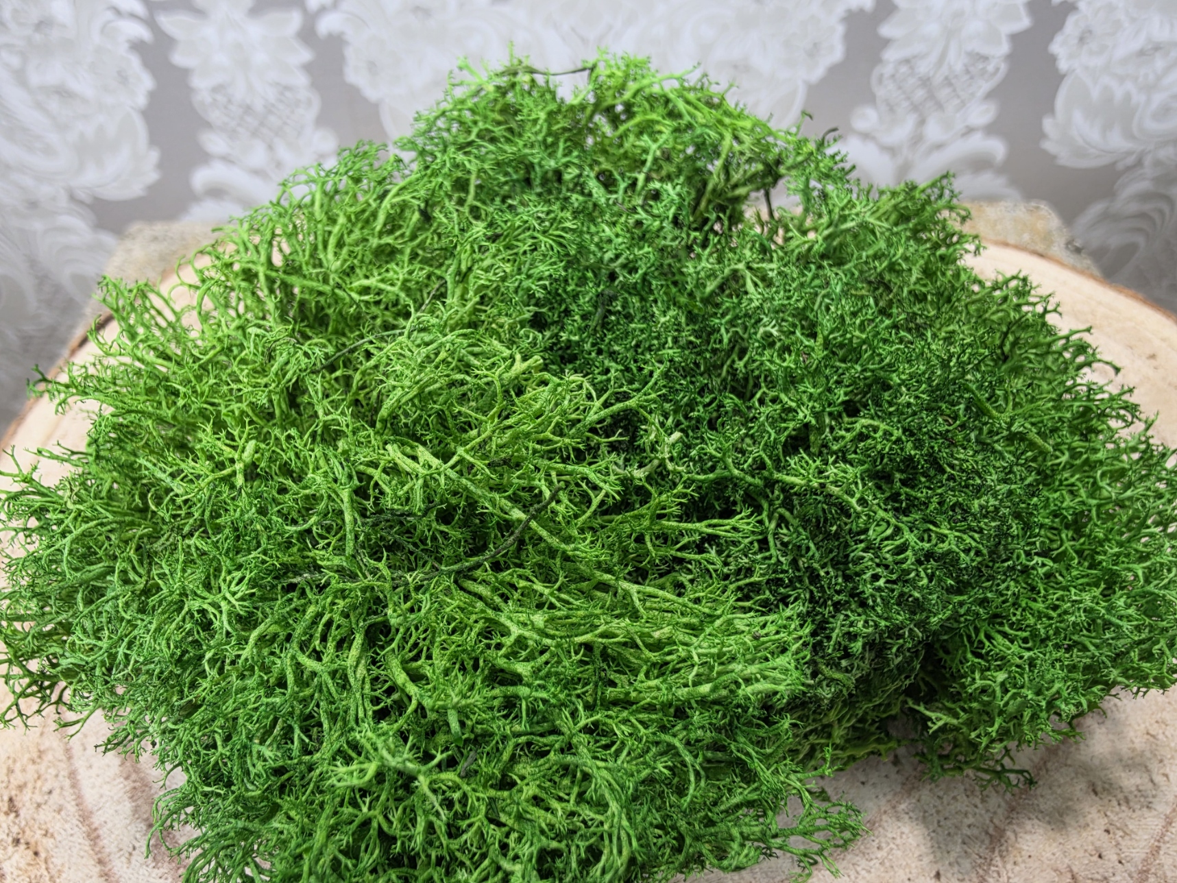 Hedgehog Moss Preserved Medium Green