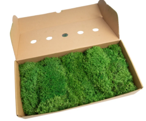 Hedgehog Moss Preserved Moss Green
