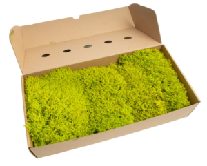 Hedgehog Moss Preserved Spring Green
