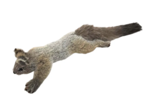 Flying Squirrel 50cm