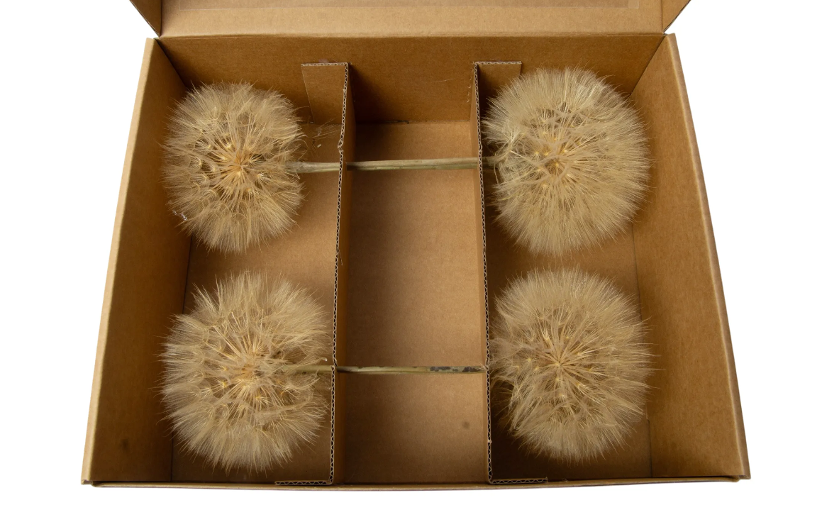 Dried Dandelion On Stem Natural x 4