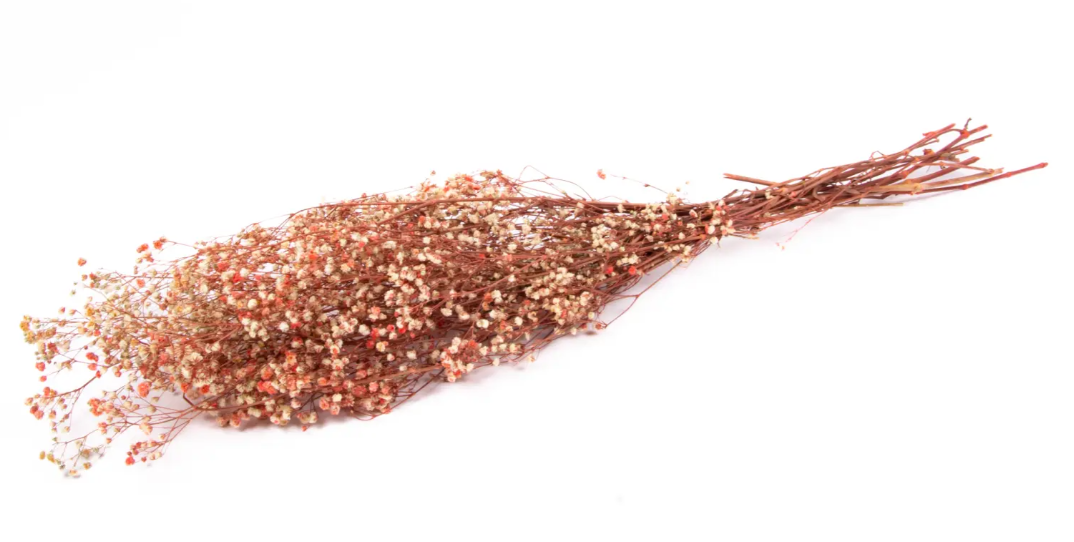 Gypsophilia Preserved Light Pink