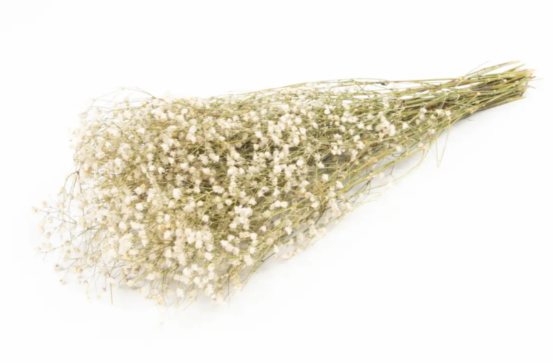 Gypsophilia Preserved Natural