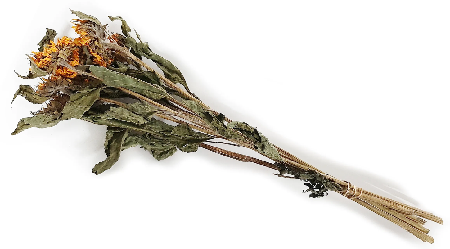 Dried Sunflower (Helianthus) Natural