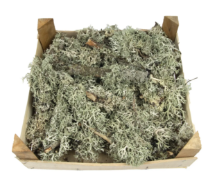 Dried Tree Moss On Branch